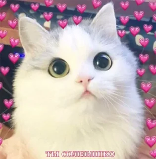 Sticker from котики💗