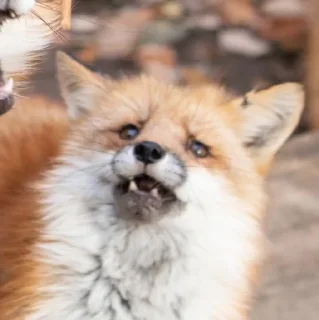 😰 emoji Лисички Telegram sticker 5 of 15