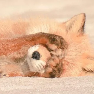 ☺ emoji Лисички Telegram sticker 10 of 15