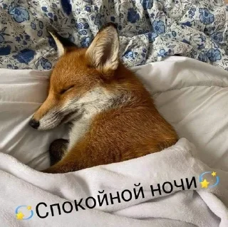 😪 emoji Лисички Telegram sticker 8 of 15