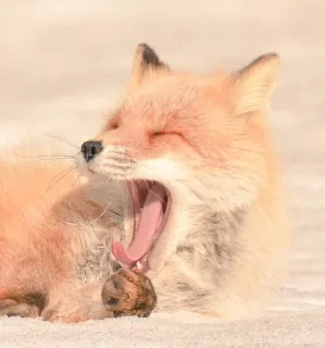 😴 emoji Лисички Telegram sticker 11 of 15