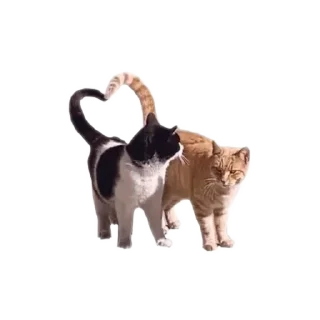 Sticker from avvanks core