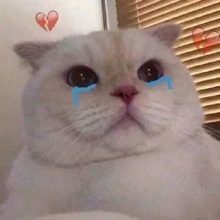 💔 emoji мемы с котами Telegram sticker 20 of 25