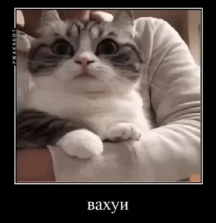 😀 emoji Аллах дно Telegram sticker 14 of 39