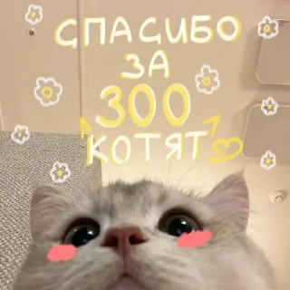 🐱 emoji Premium yes Telegram sticker 24 of 36