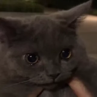 😭 emoji Стики : от errinyan Telegram sticker 17 of 91