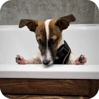 🐶 emoji Нэсси и Кекс Telegram sticker 15 of 21
