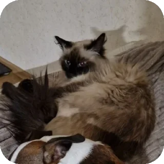 🐱 emoji Нэсси и Кекс Telegram sticker 6 of 21