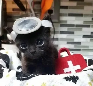 🌟 emoji Смешни Котеки Telegram sticker 5 of 72