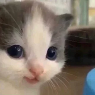 😏 emoji Чел ёбу дал. Telegram sticker 18 of 119
