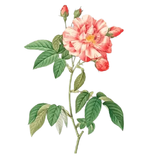 Sticker from Retro flowers