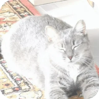 🐱 emoji карл сосать Telegram sticker 17 of 41