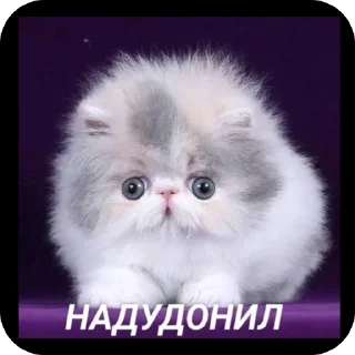 🫥 emoji Пипипупучек Telegram sticker 16 of 120
