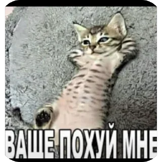 🫥 emoji Пипипупучек Telegram sticker 7 of 120