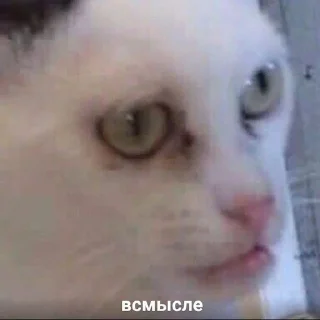 😐 emoji Котики для переговоров Telegram sticker 20 of 65