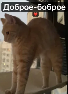 🌟 emoji Котовздор😸 @katherine_rine Telegram sticker 15 of 48
