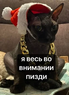 🌟 emoji Котовздор😸 @katherine_rine Telegram sticker 7 of 48
