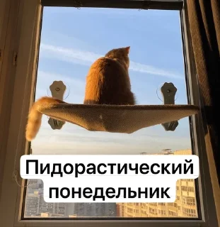 🌟 emoji Котовздор😸 @katherine_rine Telegram sticker 5 of 48