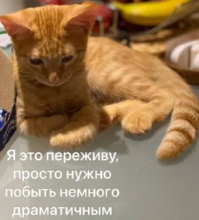 🌟 emoji Котовздор😸 @katherine_rine Telegram sticker 20 of 48