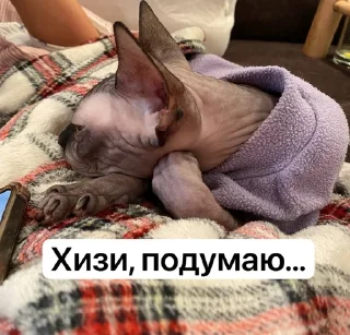 🌟 emoji Котовздор😸 @katherine_rine Telegram sticker 16 of 48