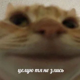 😚 emoji Котики для переговоров Telegram sticker 24 of 65