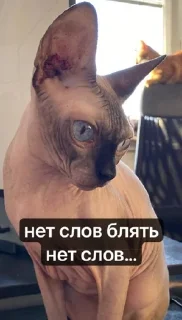 🌟 emoji Котовздор😸 @katherine_rine Telegram sticker 13 of 48