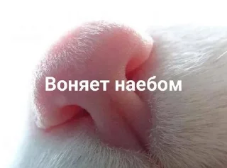 🤨 emoji Котики для переговоров Telegram sticker 10 of 65