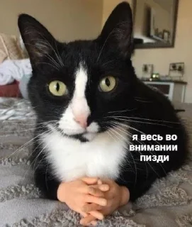 🙂 emoji Котики для переговоров Telegram sticker 5 of 65