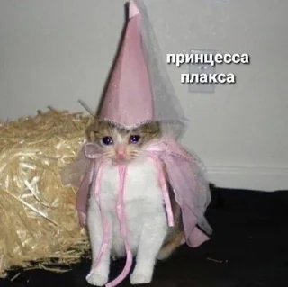 🥲 emoji Котики для переговоров Telegram sticker 14 of 65