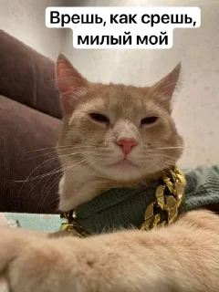 🌟 emoji Котовздор😸 @katherine_rine Telegram sticker 19 of 48