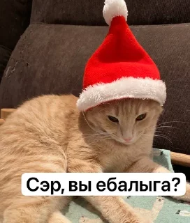 🌟 emoji Котовздор😸 @katherine_rine Telegram sticker 8 of 48