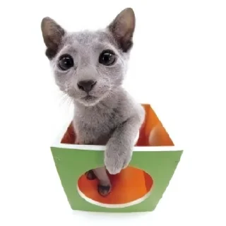 🌟 emoji Котике @Listonok Telegram sticker 17 of 21
