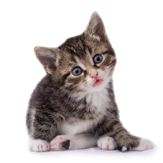 🧐 emoji мяумяумяу Telegram sticker 14 of 17