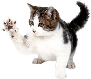 😘 emoji мяумяумяу Telegram sticker 15 of 17