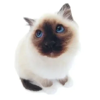 🌟 emoji Котике @Listonok Telegram sticker 14 of 21