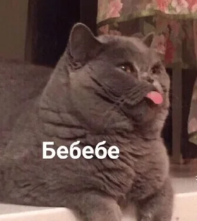 😛 emoji Котячьи пикчи @nastikxx00 Telegram sticker 13 of 103