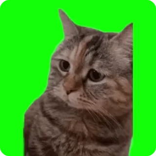 😮‍💨 emoji Katsisisisis Telegram sticker 13 of 23