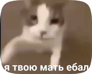 🪖 emoji Мявк😽 Telegram sticker 11 of 46