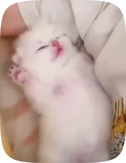 🥚 emoji Мявк😽 Telegram sticker 19 of 46