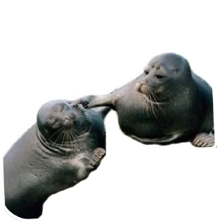 🦭 emoji Тюлени @VolFRAM_WAREQ Telegram sticker 20 of 110