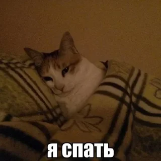 💤 emoji коты мухаха Telegram sticker 16 of 90