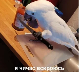 🌟 emoji Папуги Telegram sticker 5 of 119