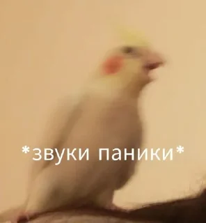 🌟 emoji Папуги Telegram sticker 6 of 119