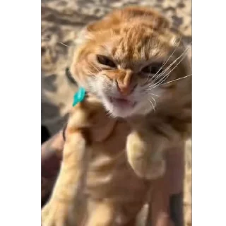 🐈 emoji злой пидор и другие пидорасы Telegram sticker 21 of 115