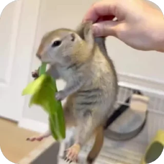 🥬 emoji злой пидор и другие пидорасы Telegram sticker 16 of 115