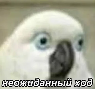 🌟 emoji Папуги Telegram sticker 10 of 119