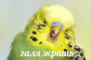 🌟 emoji Папуги Telegram sticker 15 of 119