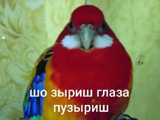 🌟 emoji Папуги Telegram sticker 12 of 119