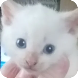 🫤 emoji м Telegram sticker 6 of 7