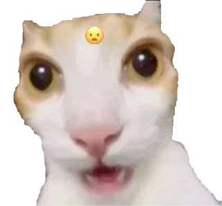 Sticker from cats